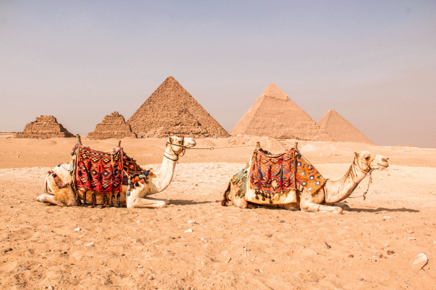 Camels at the Egypt Pyramids