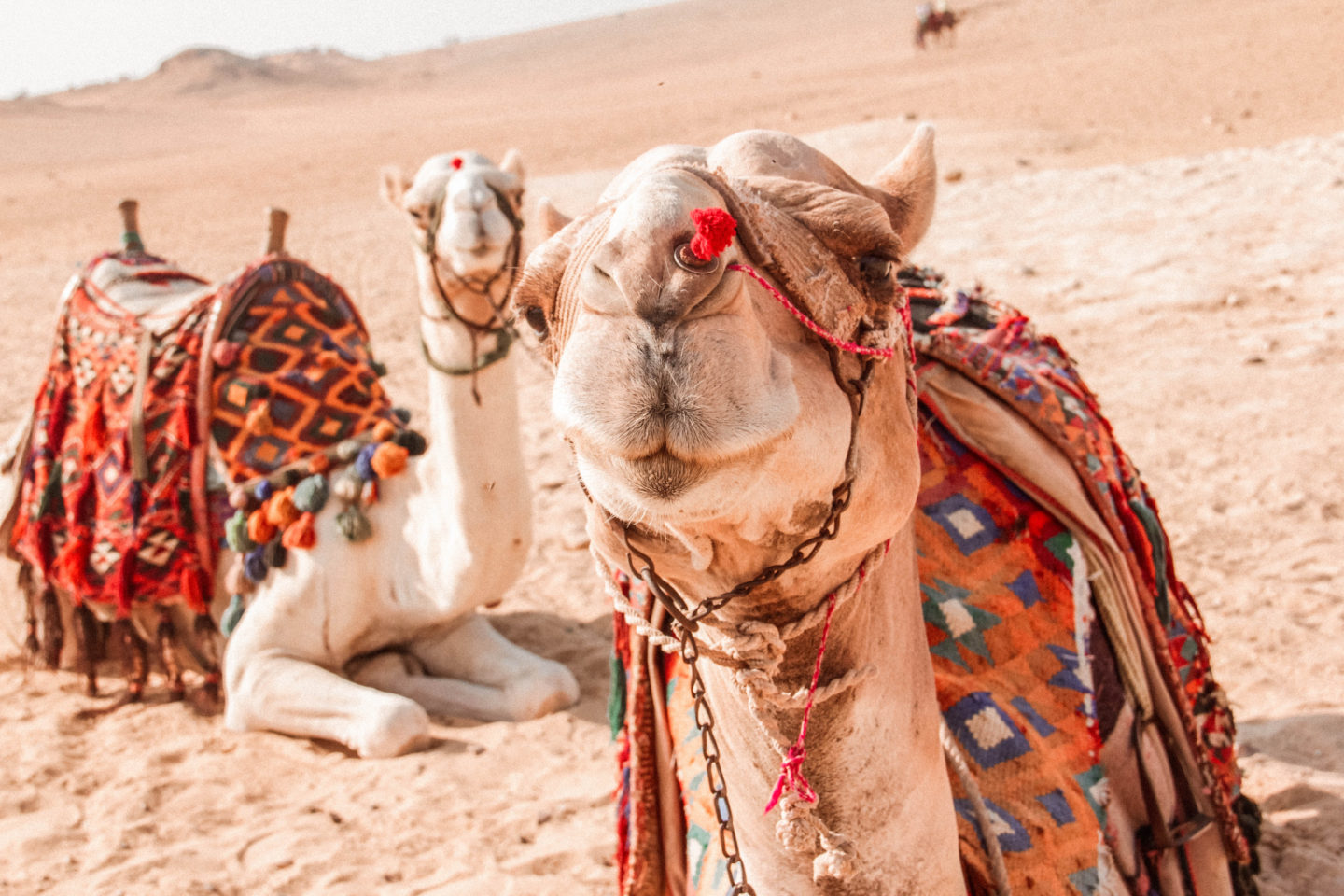 Ancient Egypt Pyramid camels