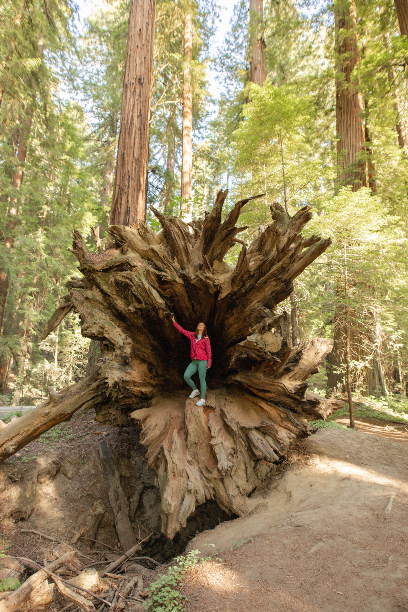 tall trees, california, state parks