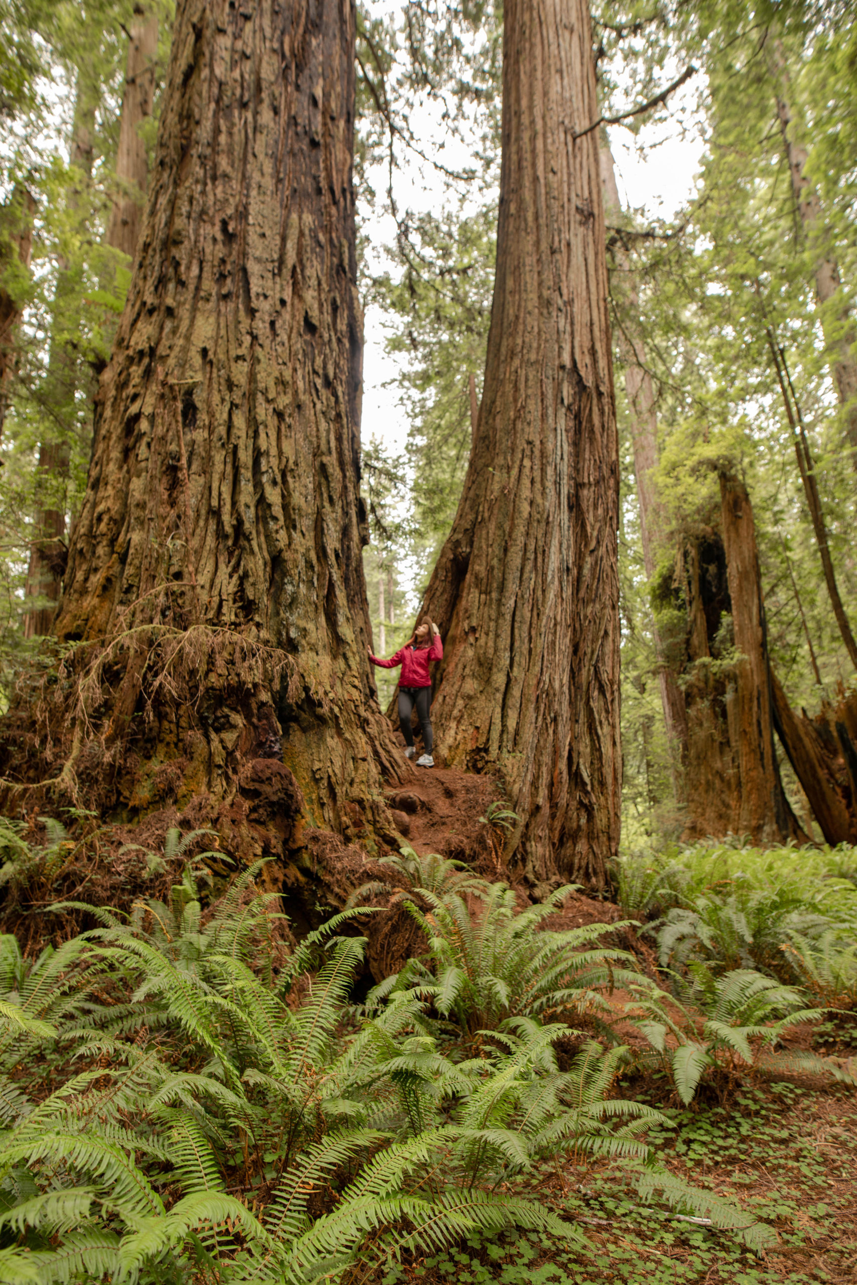 rainforest, california, park guide