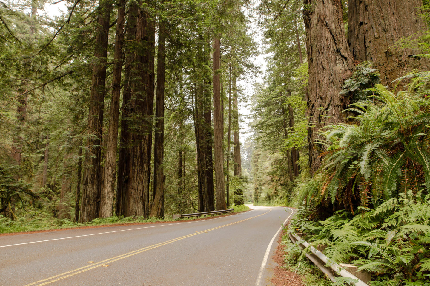 redwoods road trip, northern california guide
