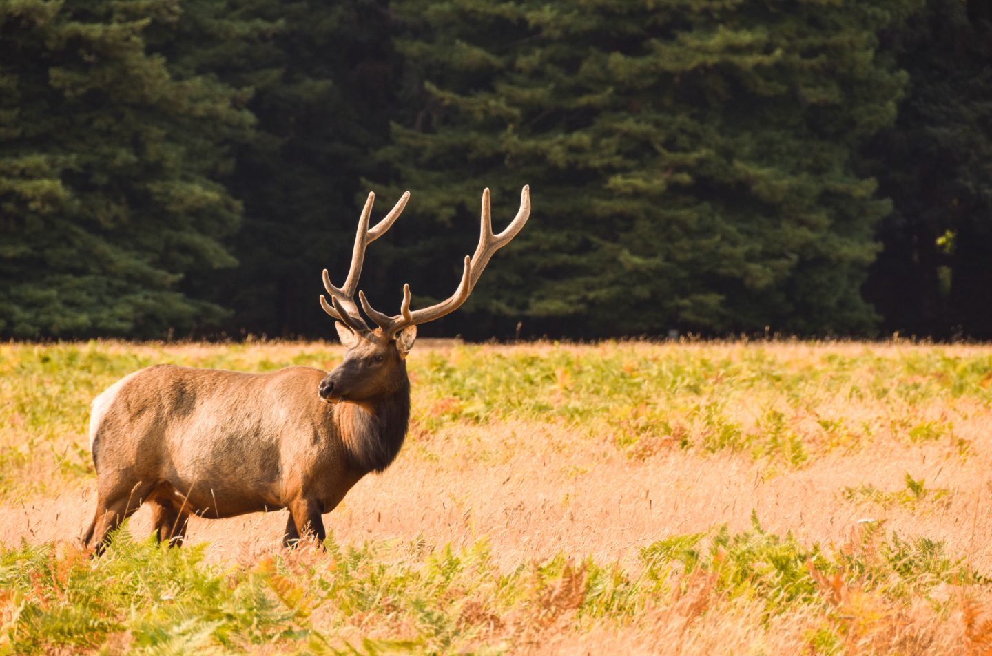 california elk, national park
