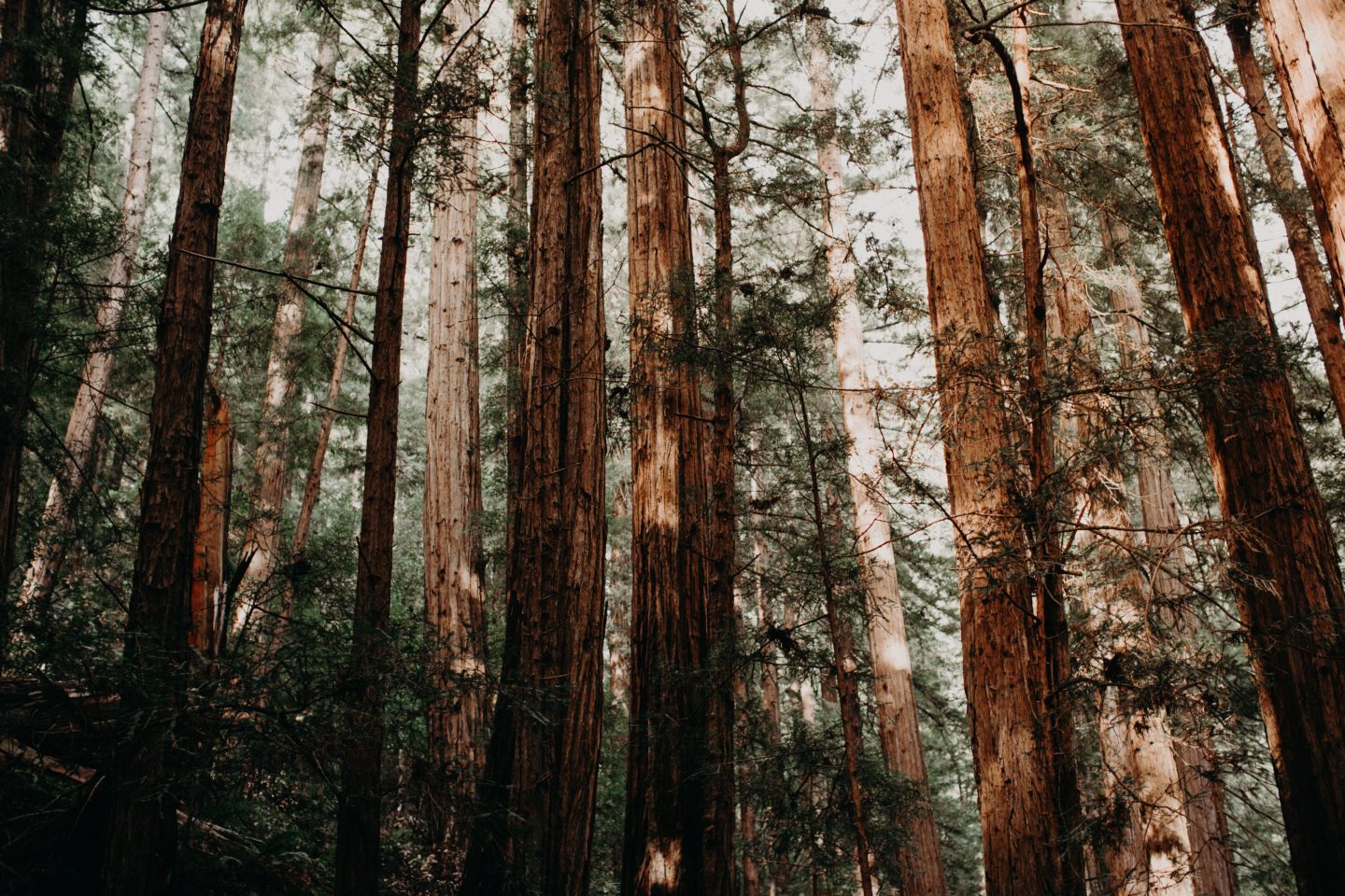 redwoods, national park, tall trees