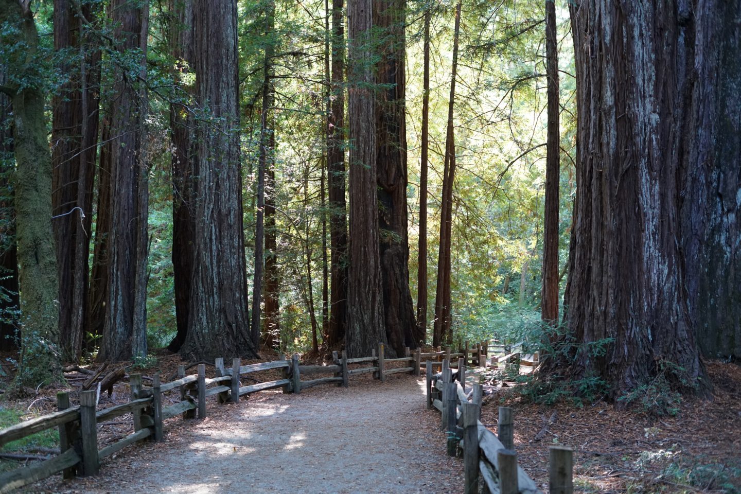 redwoods national park guide