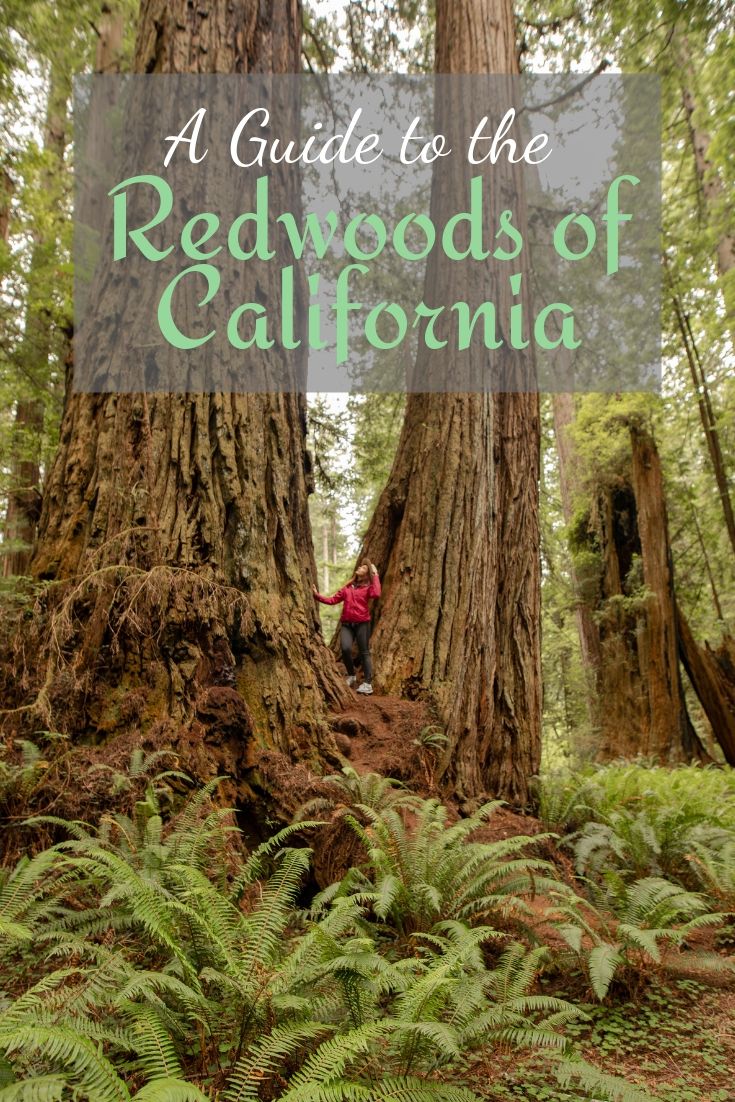 redwoods, california, guide