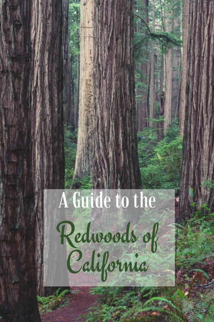 guide to the redwoods