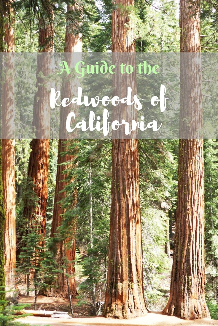 redwoods, california, national parks