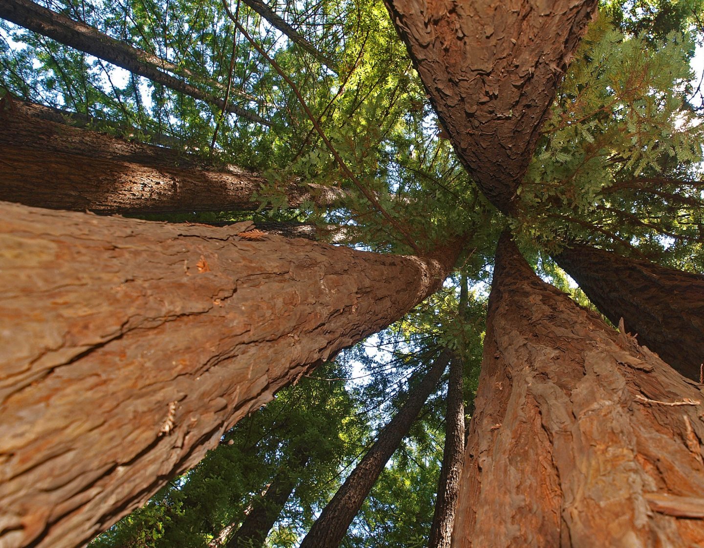 big tree, redwoods, national park