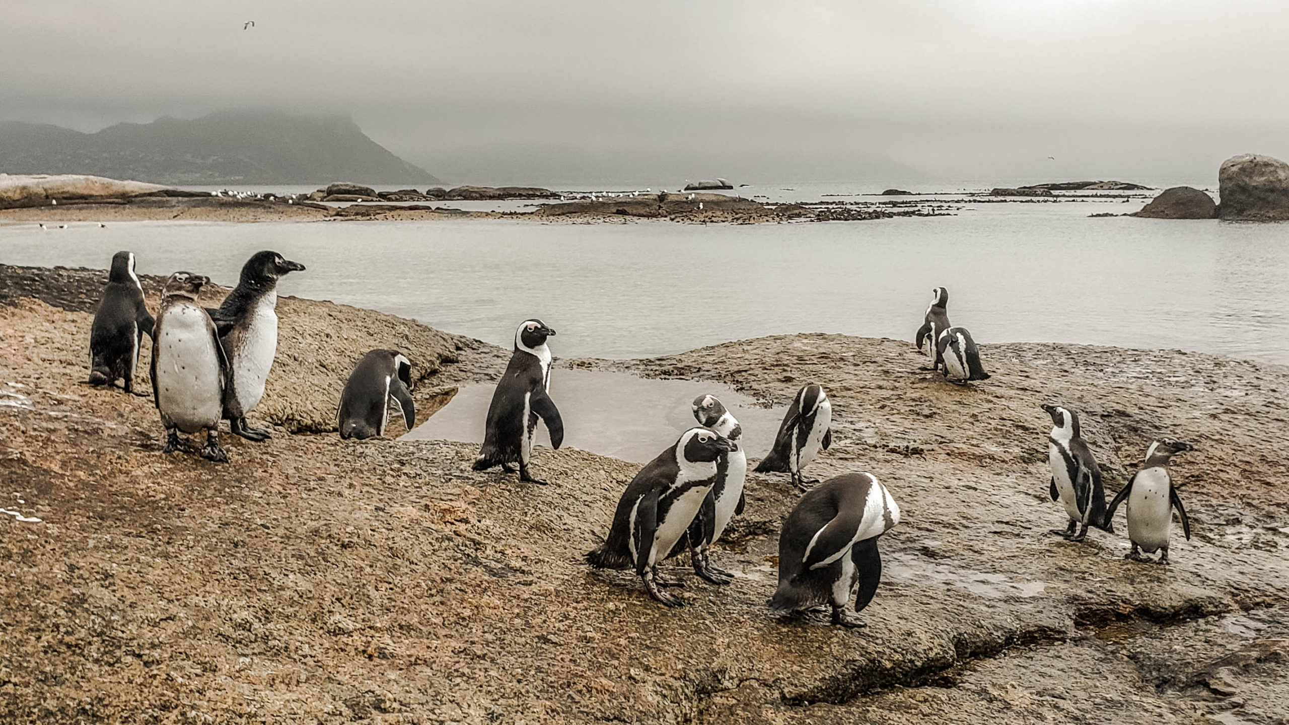 things to do in cape town, cape town penguins, penguins