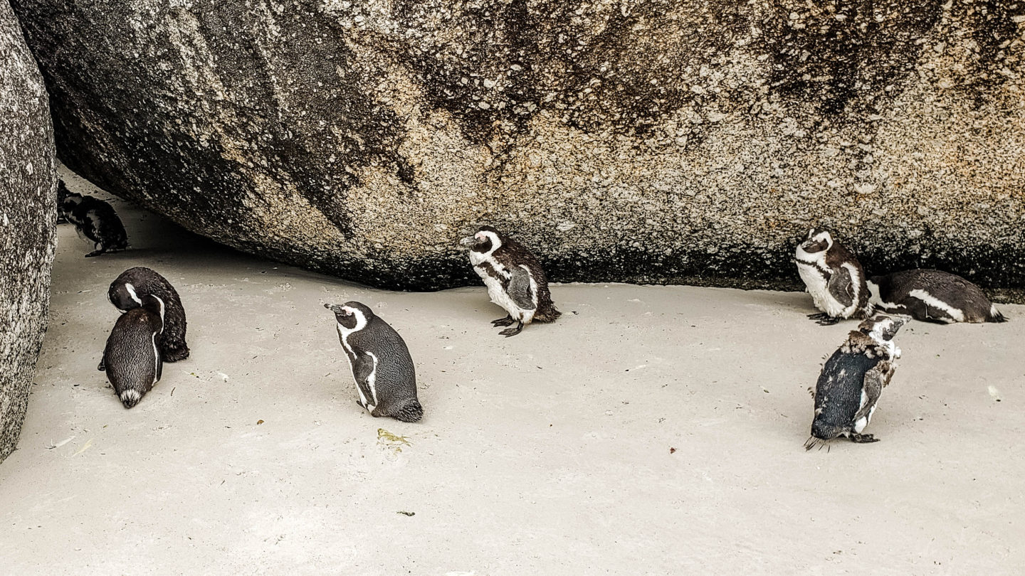 penguins, wildlife spotting