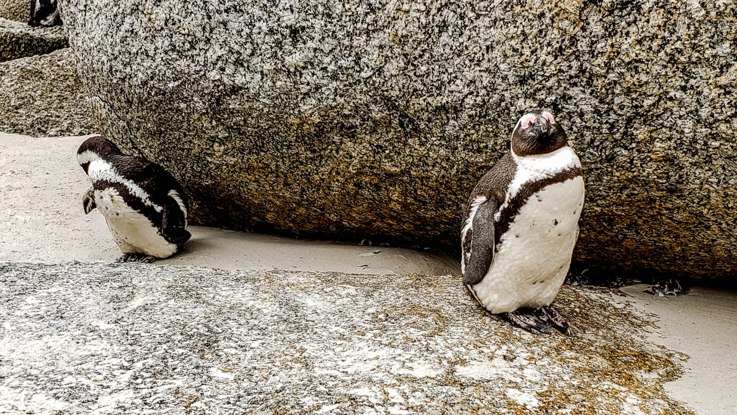 cape town penguins, african penguins, mate for life