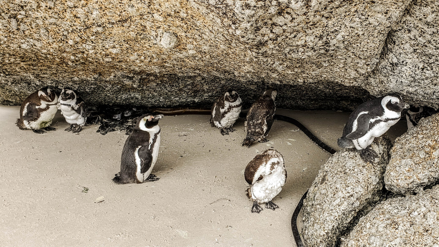 cape town penguins, penguins, wildlife spotting