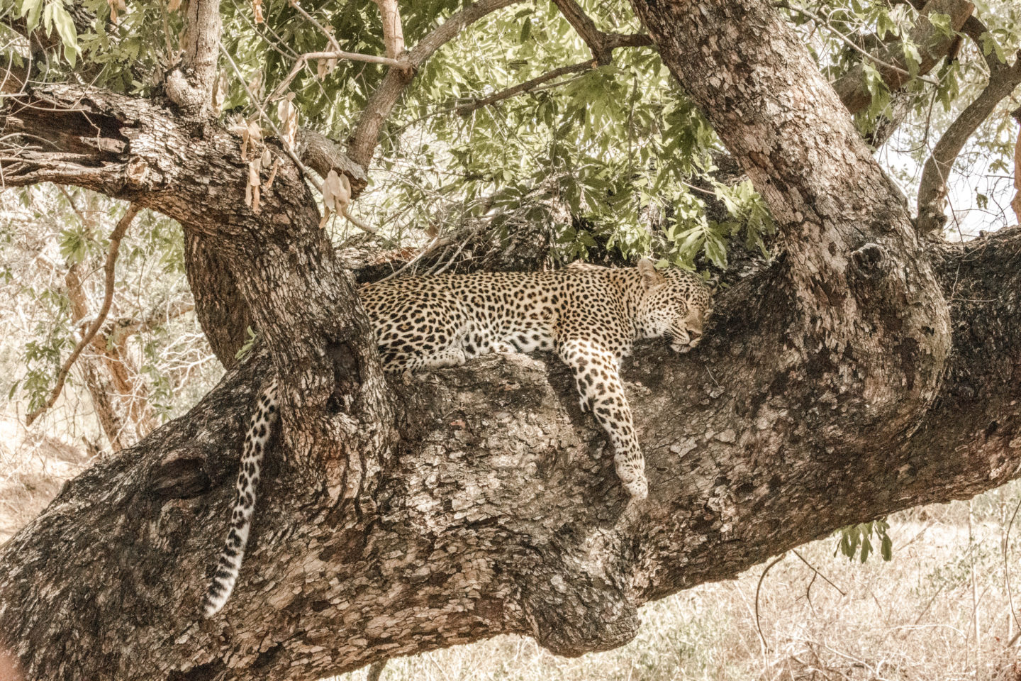 leopard, african wildlife, african safari, luxury safari lodge