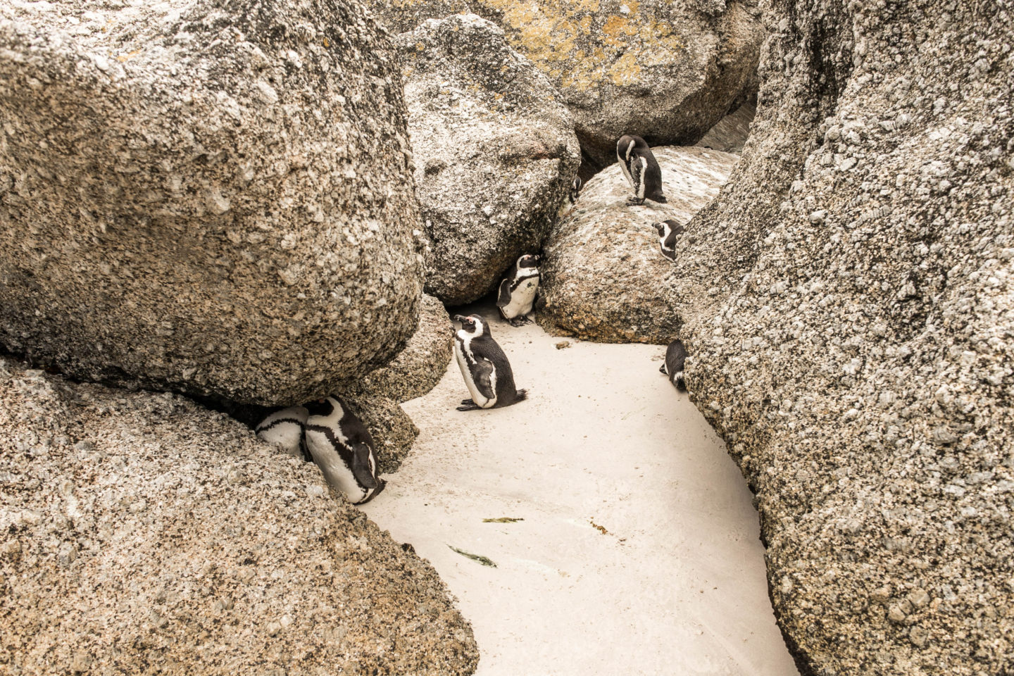 cape town penguins, boulders beach penguins, african penguins