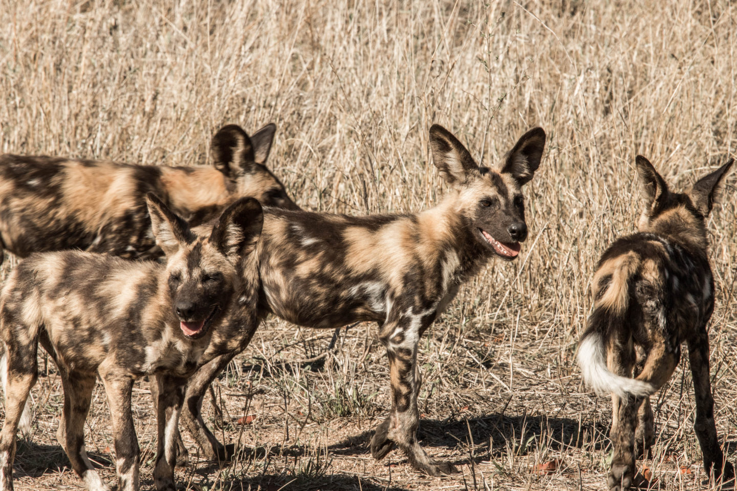 african wild dogs, wildlife, african safari, luxury safari lodge