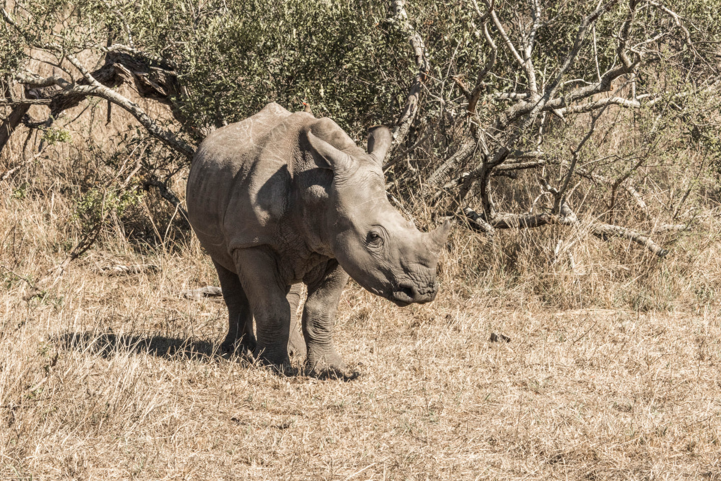 rhino, african wildlife, african safari, luxury safari lodge