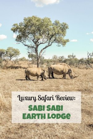 rhinos, sabi sabi earth lodge