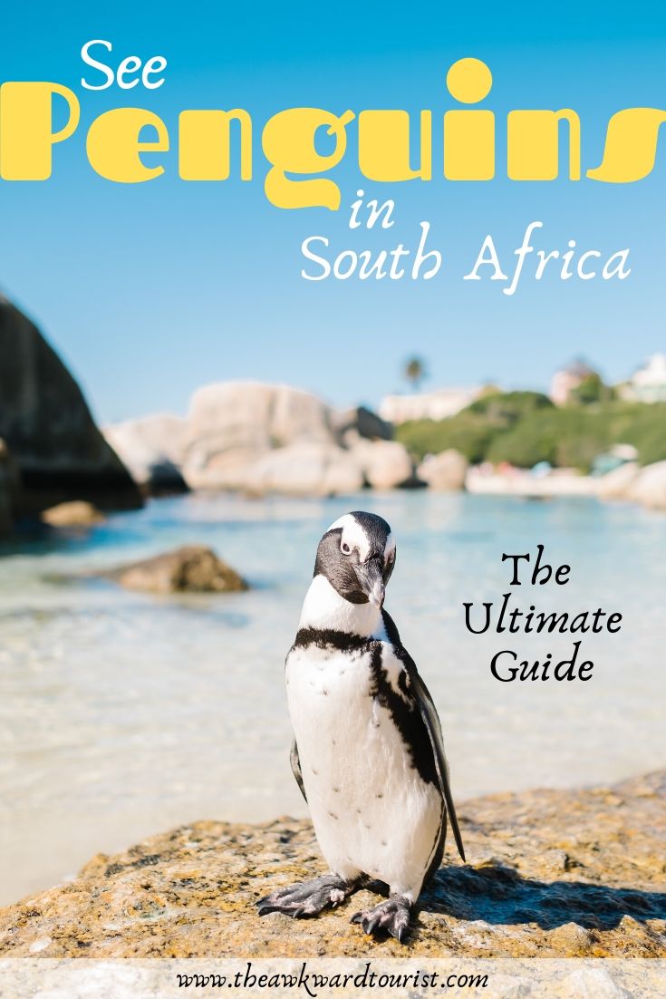 cape town penguins, african penguins, south africa, wildlife