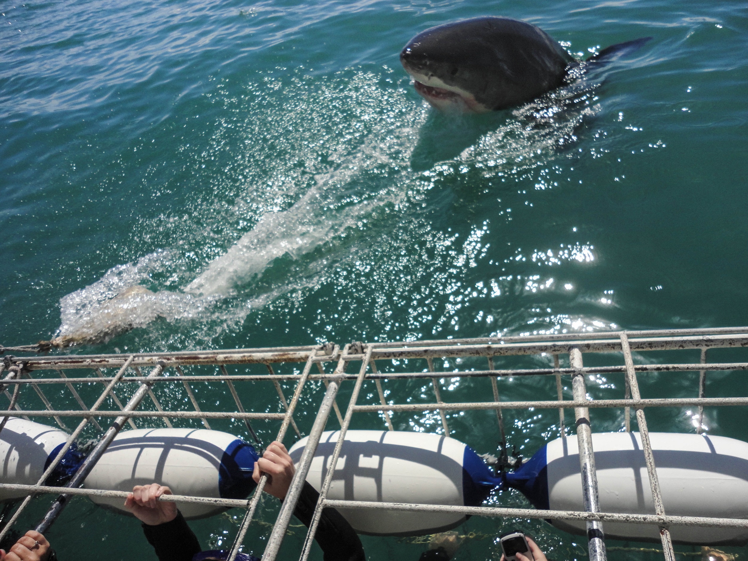 great white shark cage diving, things to do in cape town