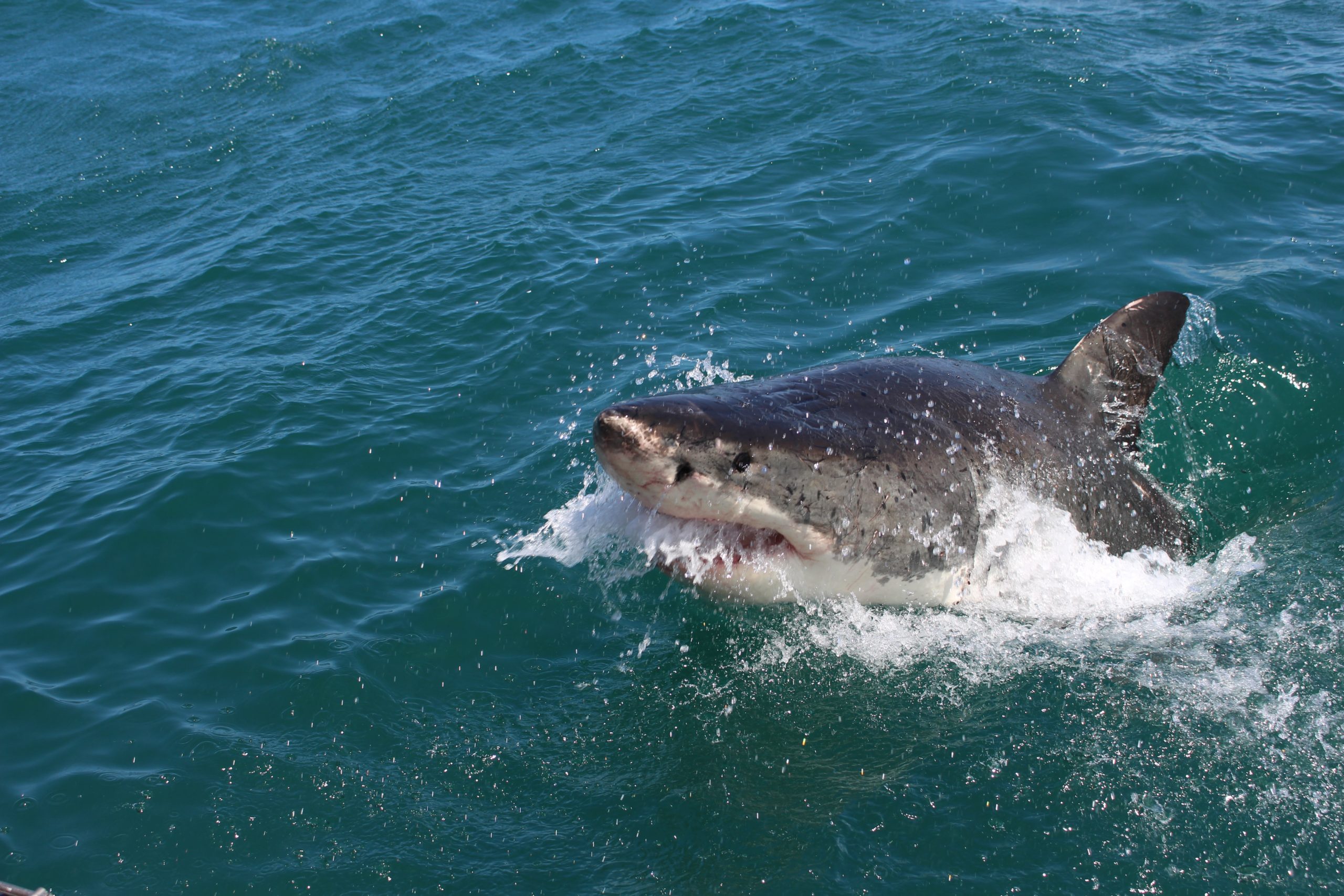 things to do in cape town, cape town, great white shark