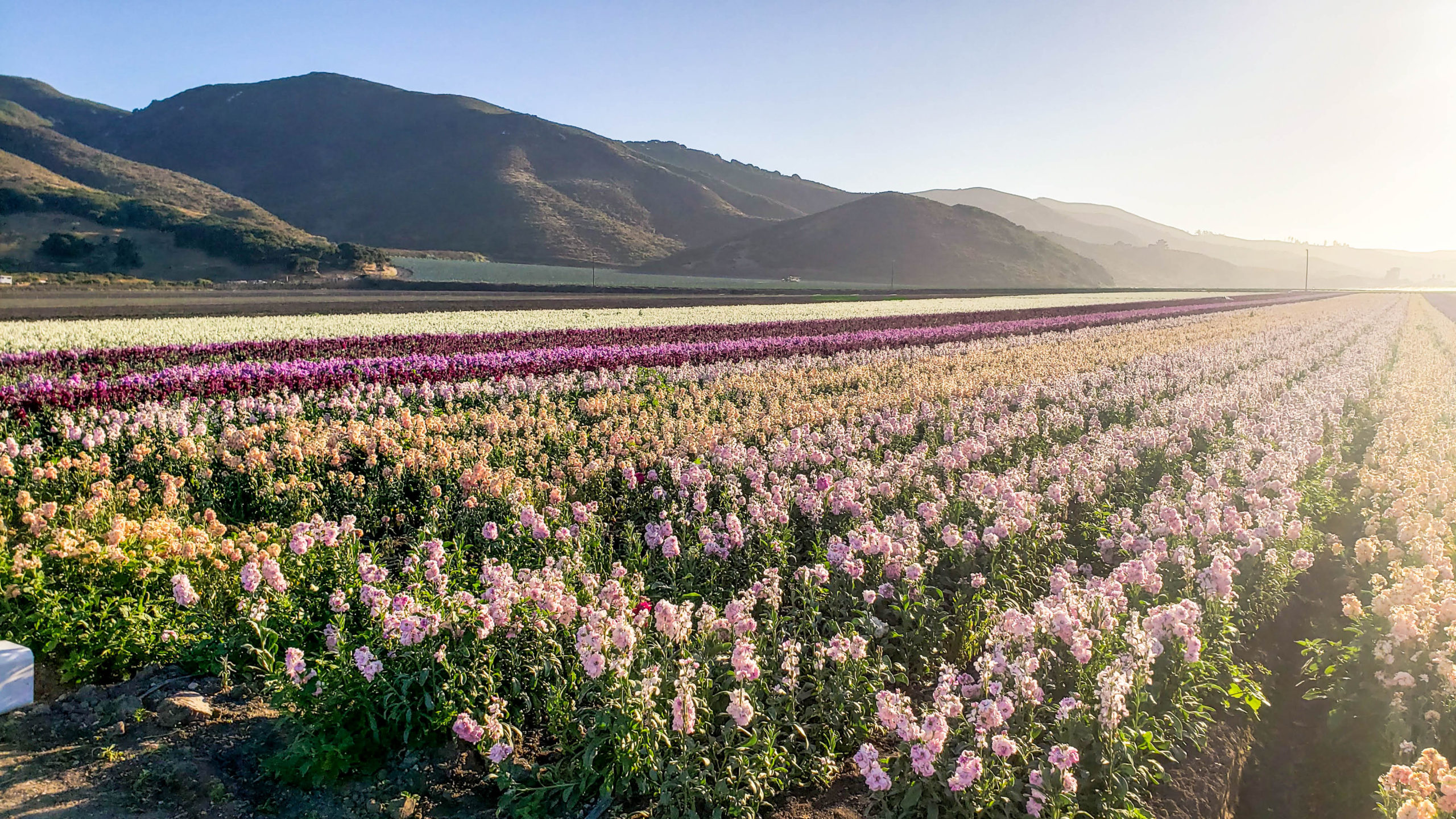lompoc flower fields, rows of flowers, best stops on pacific coast highway