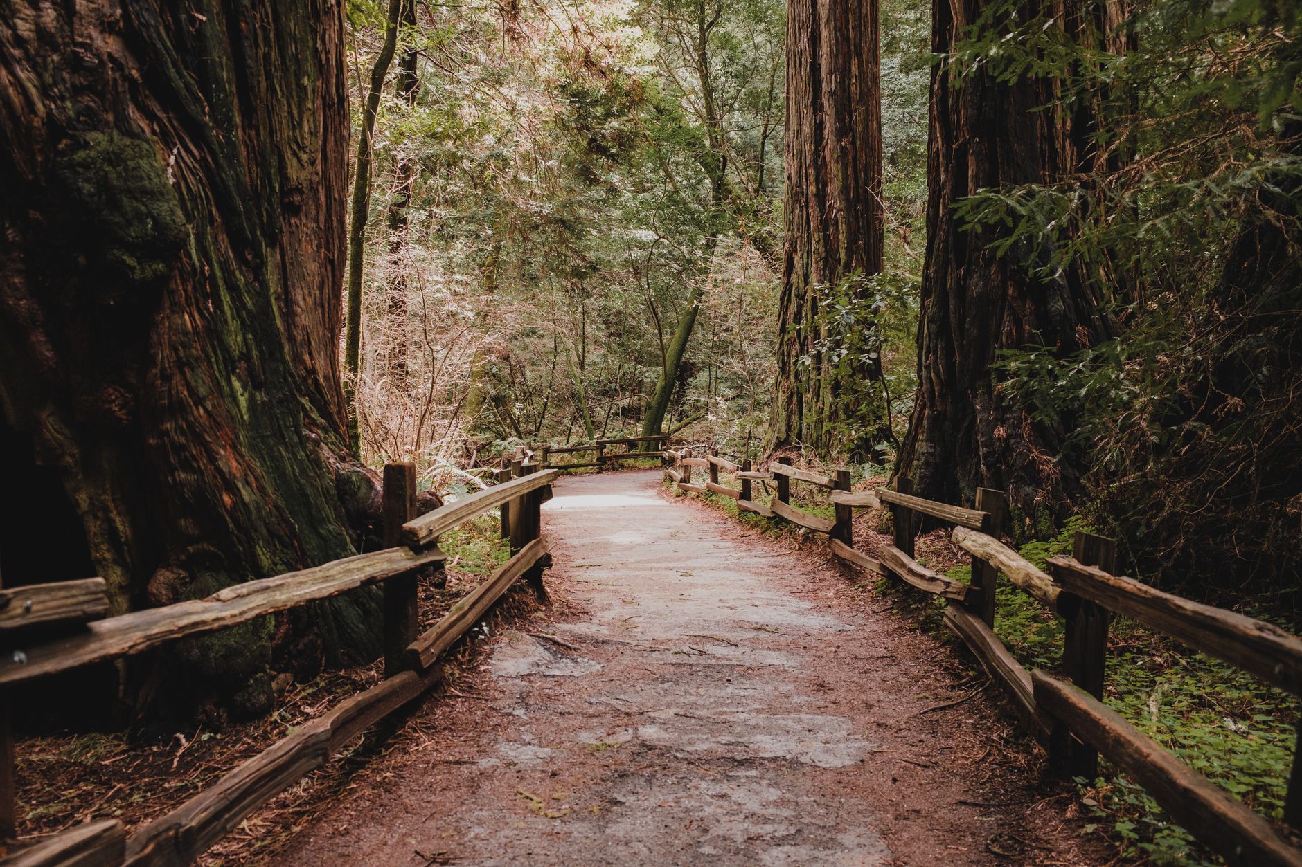 Serene wooded trail surrounded by majestic redwood trees in Muir Woods National Monument California