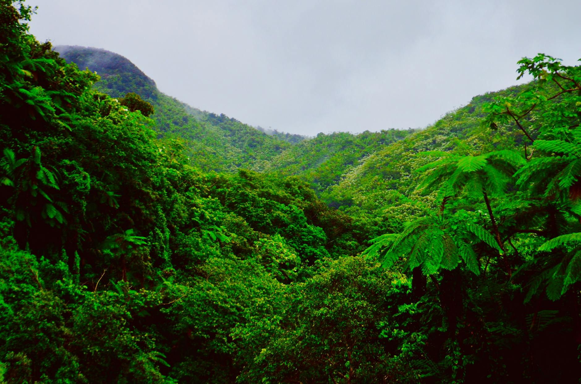 Lush green mountains and dense forest of El Yunque rainforest in Puerto Rico on foggy misty day