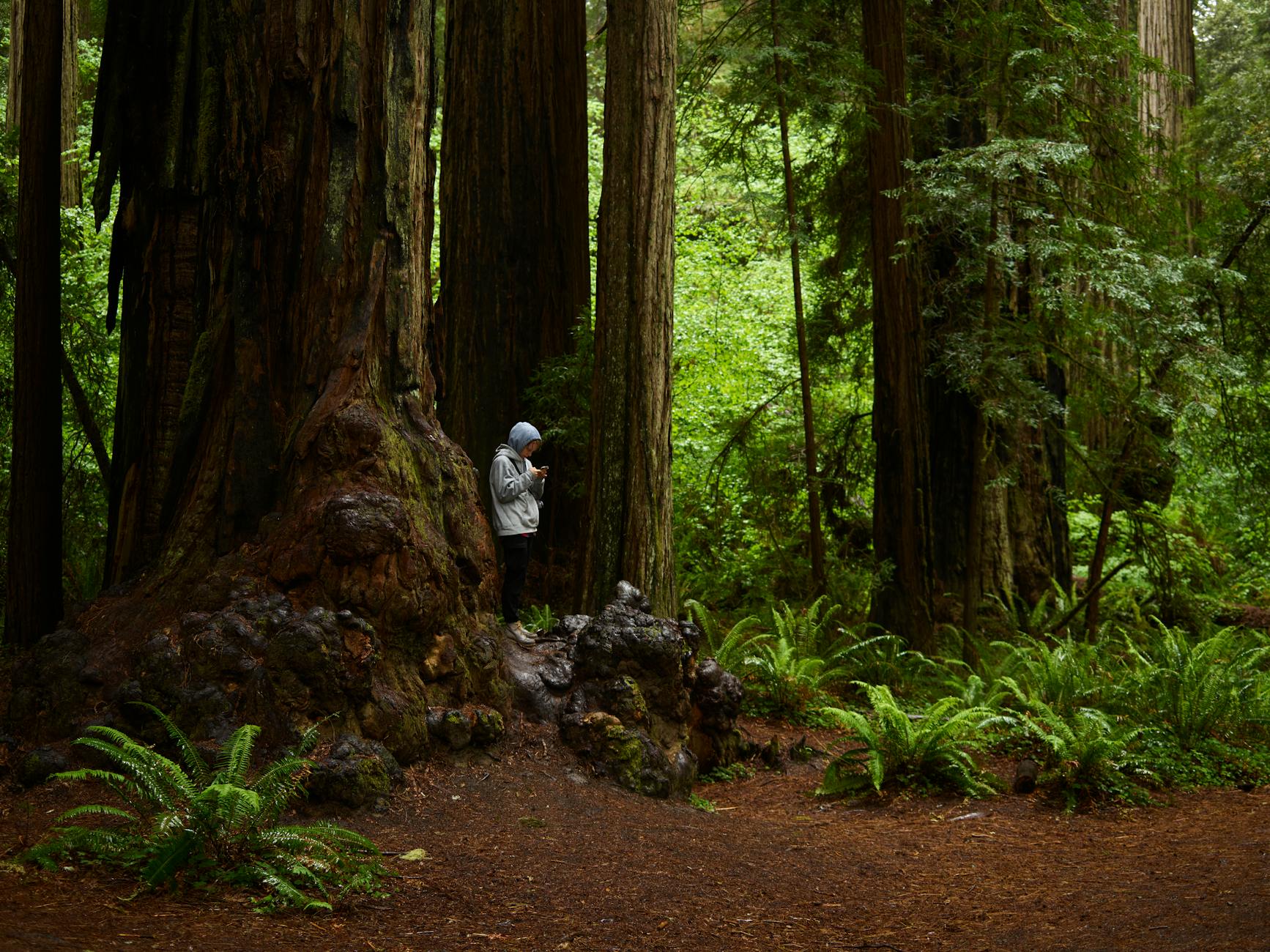 Person exploring lush green towering redwood forest on a peaceful hiking path in California