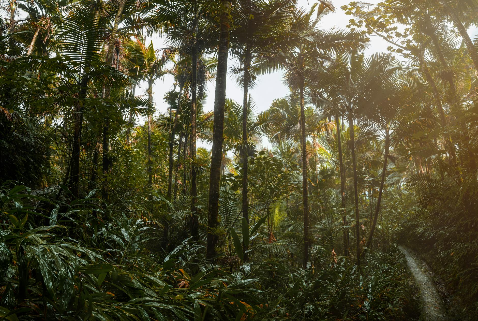 Dense tropical vegetation and towering trees of El Yunque National Rainforest in Puerto Rico