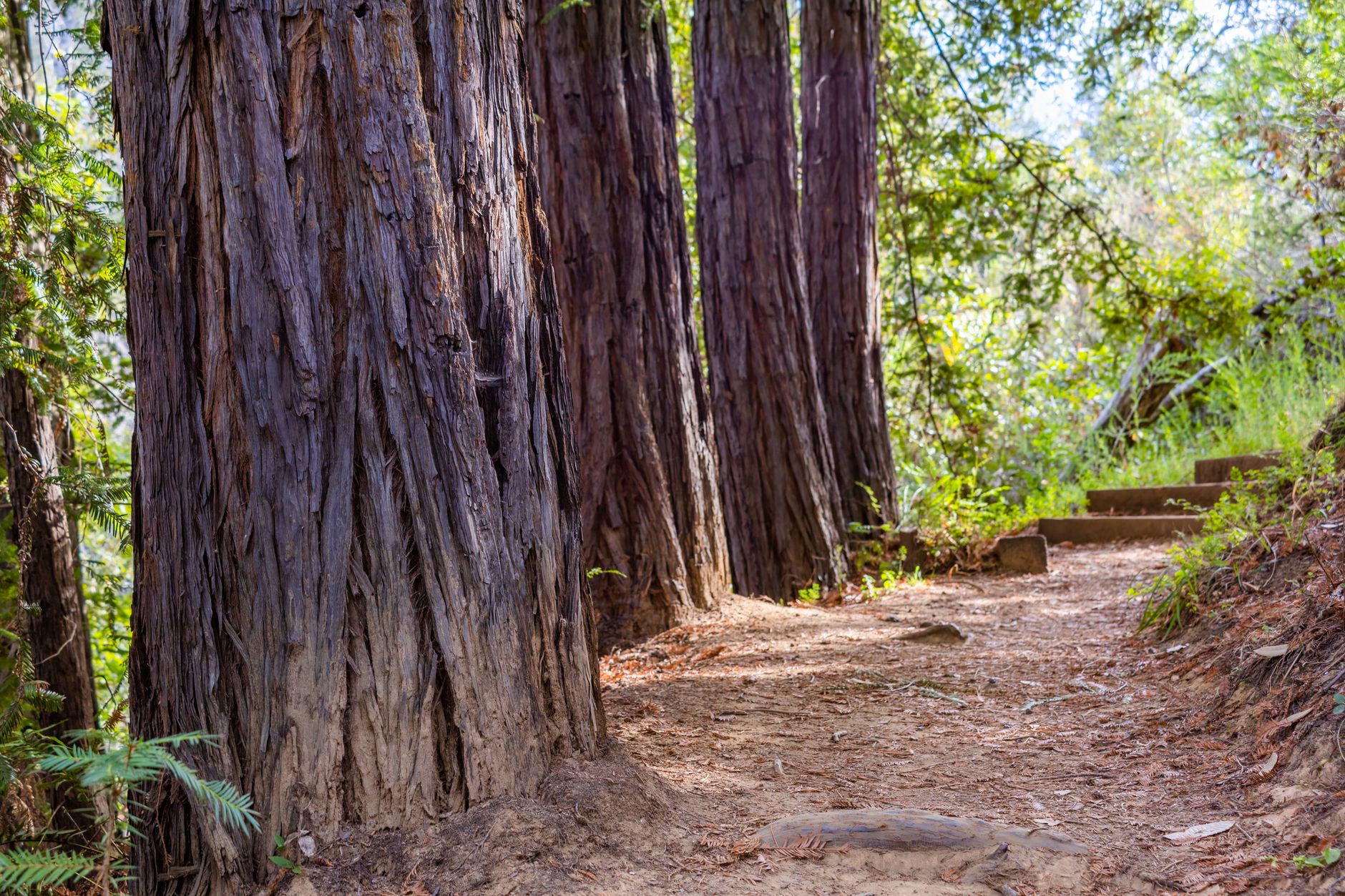 Beautiful dirt trail winding through towering ancient redwood trees in sunlit California forest