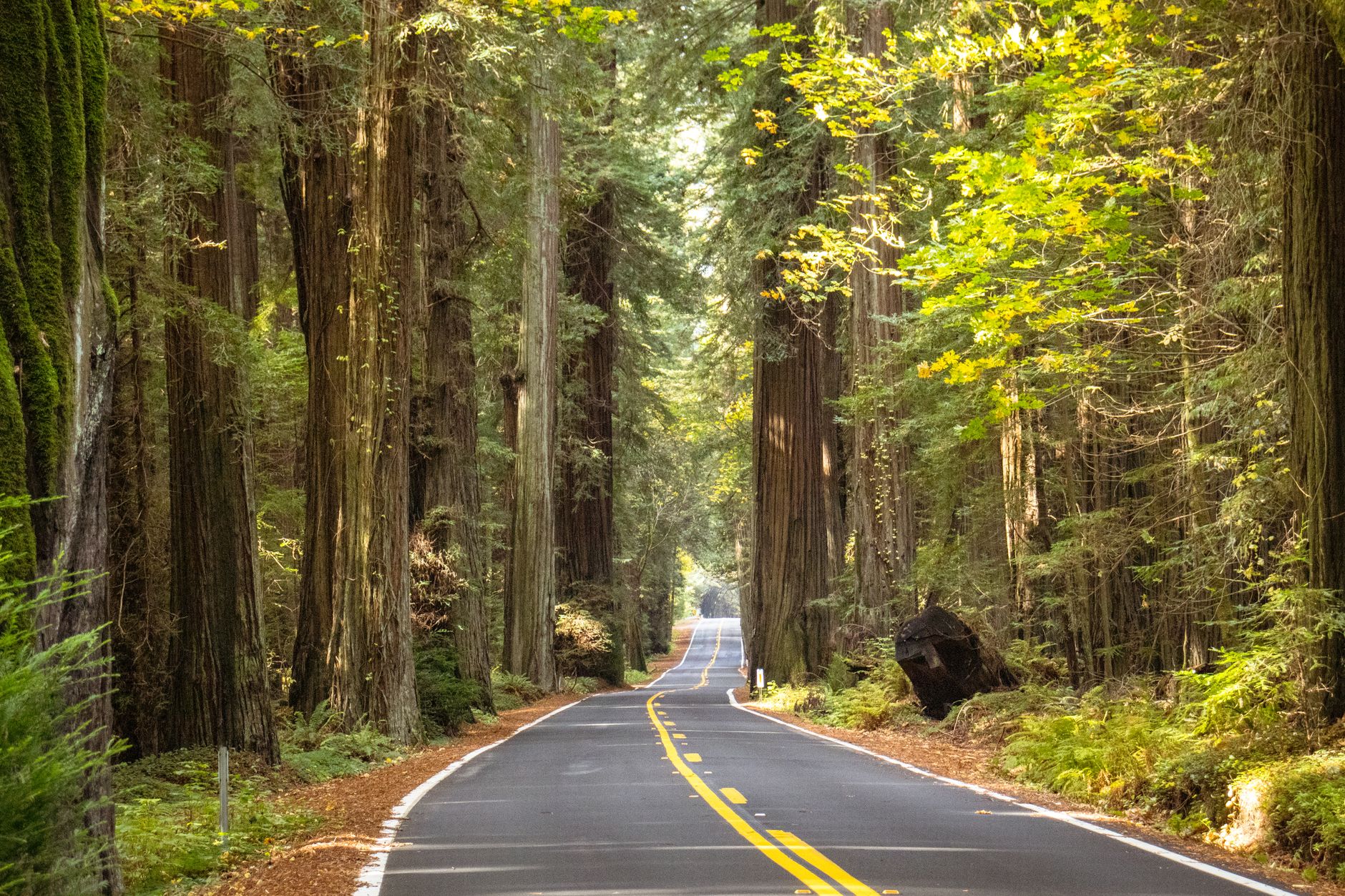Peaceful road winding through towering redwood forest in California Avenue of the Giants