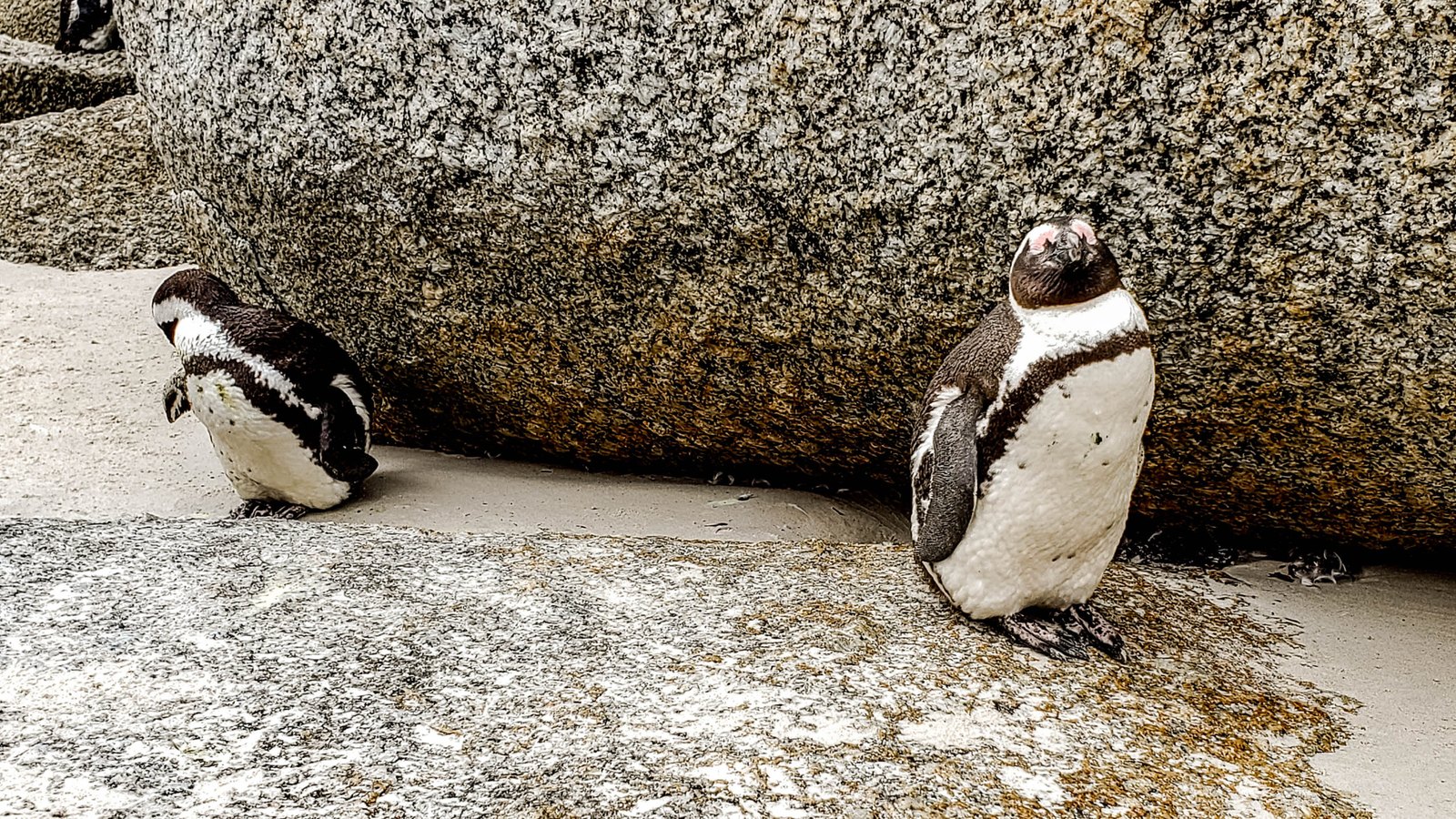 Several African penguins resting in the shade of large granite boulders on the sand at Boulders Beach.