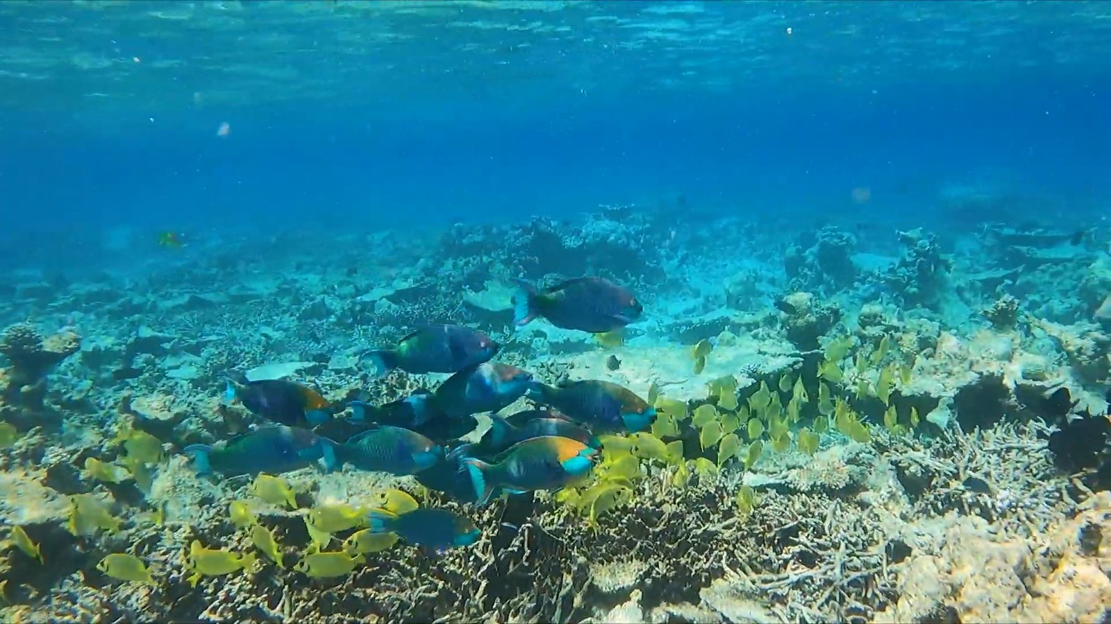 Colorful fish swimming over coral on a shallow reef.
