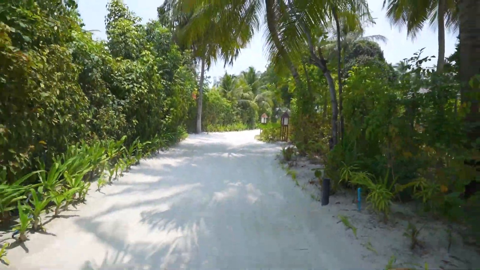 A white sand path through dense green tropical vegetation and palm trees.