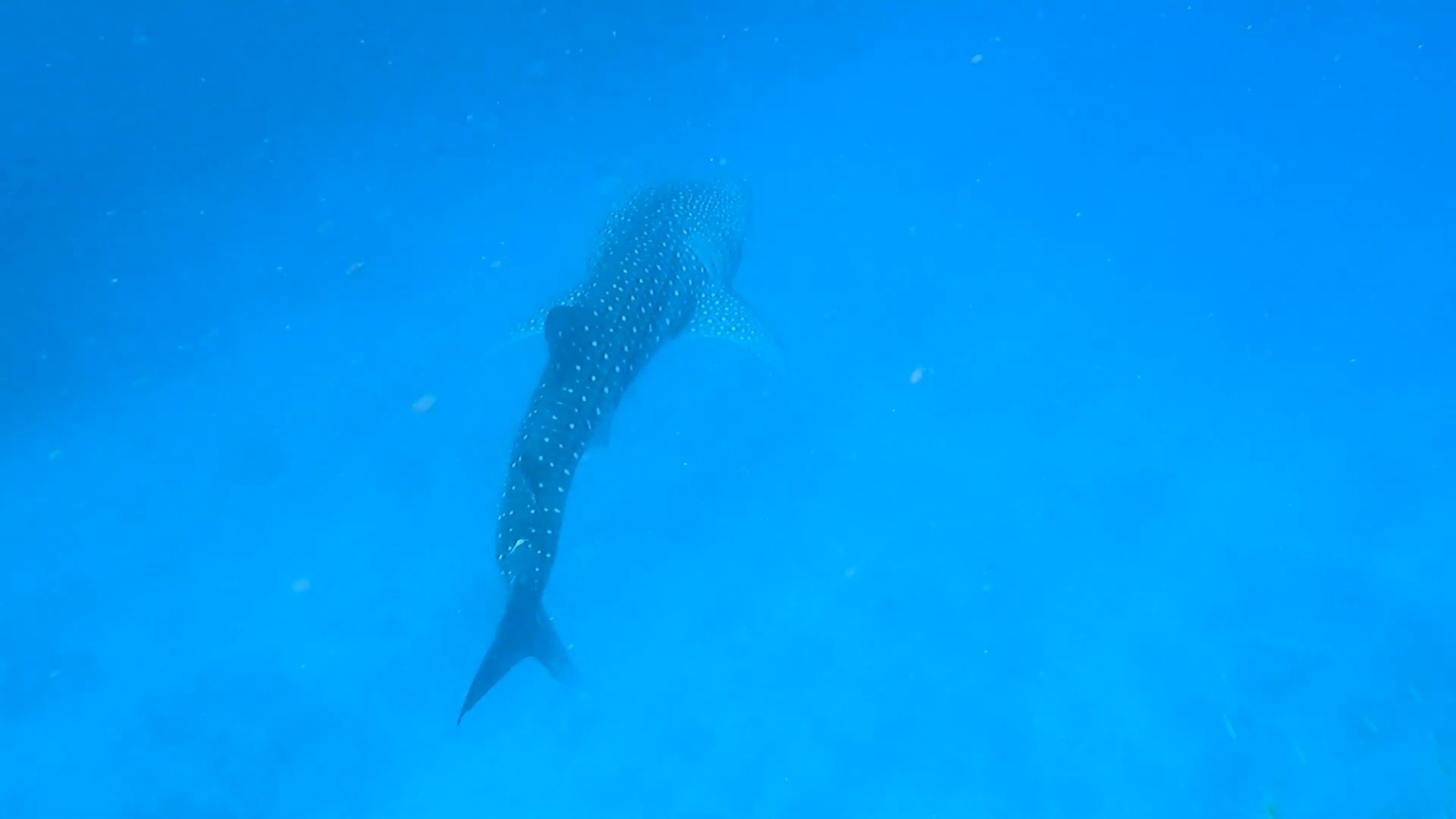 A whale shark with a spotted back swimming in open blue water.
