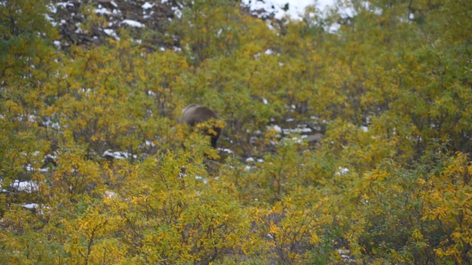 A brown bear moving through yellow and green autumn brush on a hillside.