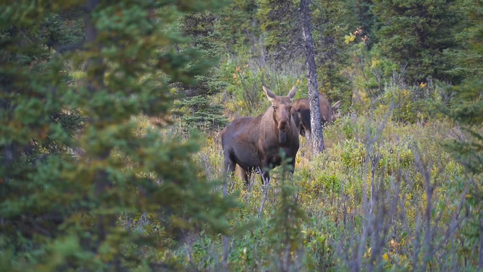 Two moose standing among spruce trees and brush, one looking toward the camera.