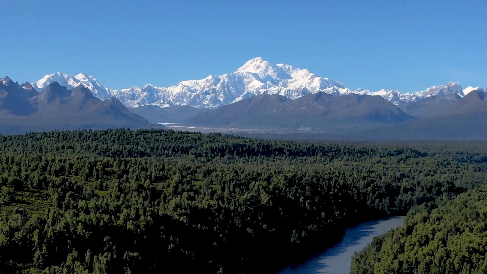 A huge snow-covered mountain rising above the Alaska Range, with dark green forest and a river in the foreground under a clear blue sky.