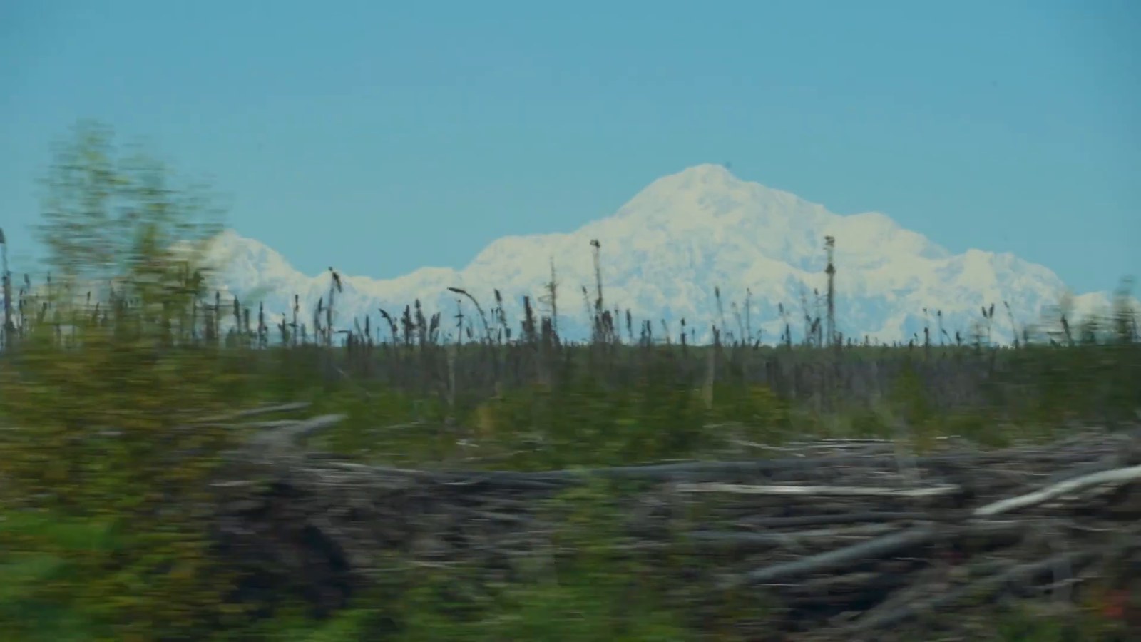 A distant snow-covered mountain above a line of spruce and shrubs, seen from a moving car on the Parks Highway.