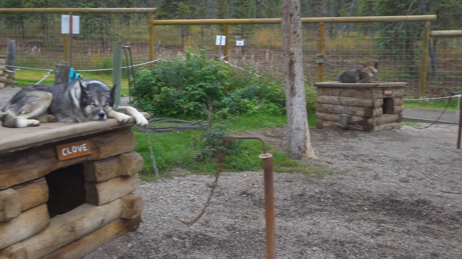 A husky lying on top of a wooden doghouse in a fenced dog yard among spruce trees.