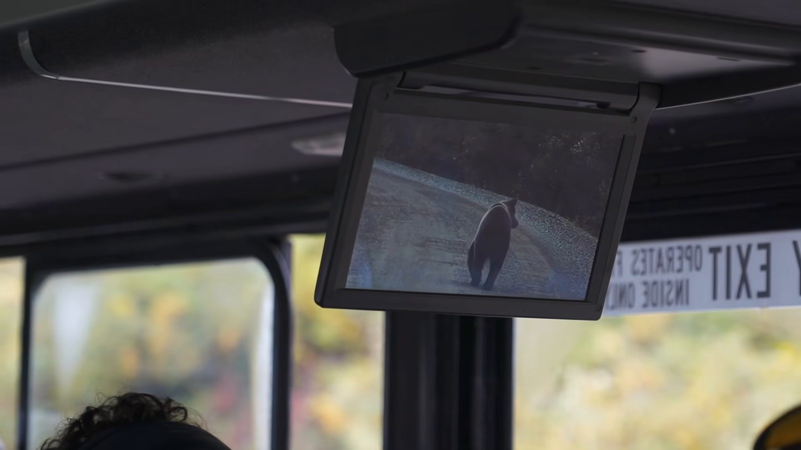 A small screen mounted inside a bus showing a zoomed-in bear walking along the park road.