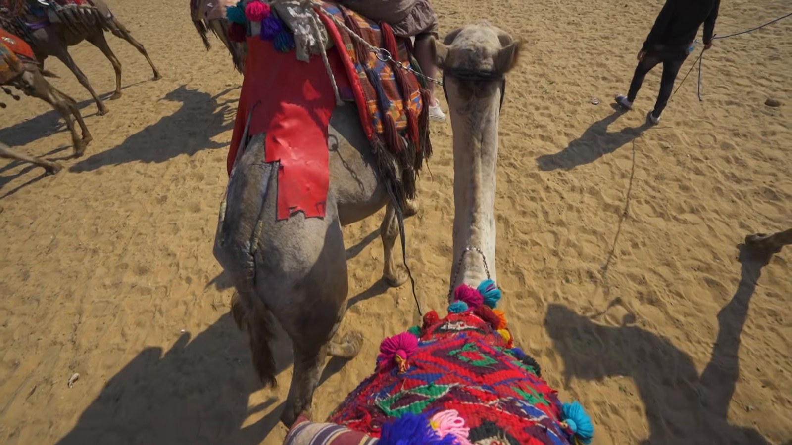 The view from a camel's back: a decorated saddle and the camel's neck, with the shadows of a camel train on the sand.