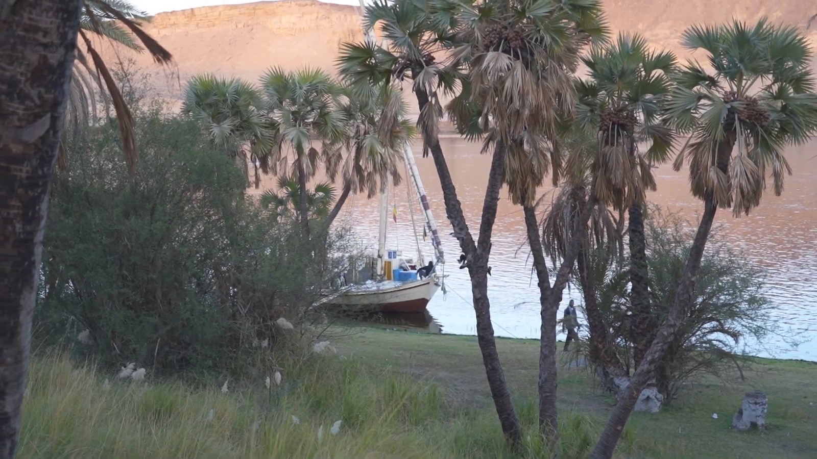 A felucca anchored among palm trees on a grassy bank of the Nile in the late afternoon.