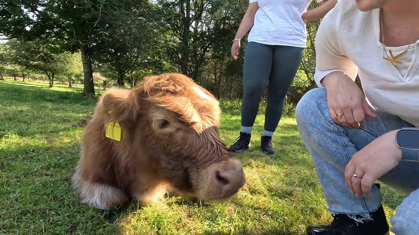 A fluffy ginger Highland cow calf with an ear tag lying in the grass while a hand reaches to scratch it.