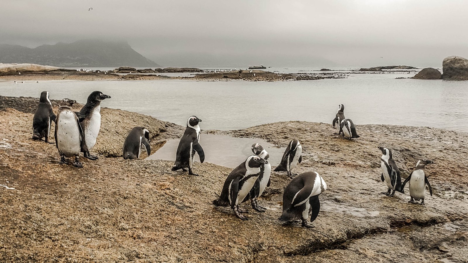 African penguins standing on wet rocks beside a grey bay at dusk in Simon's Town.