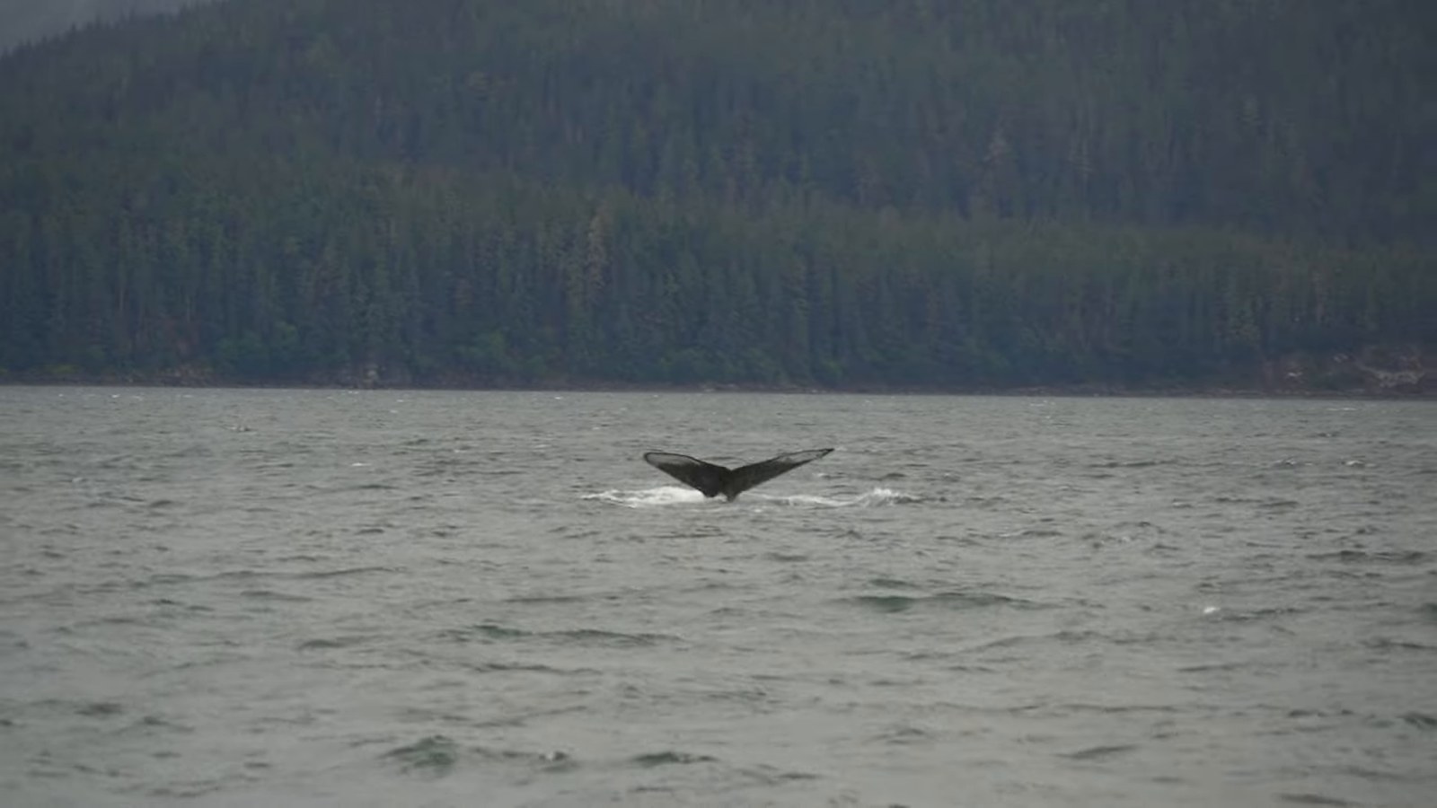 A humpback whale's tail fluke rising out of grey-green water with a forested shoreline behind it.