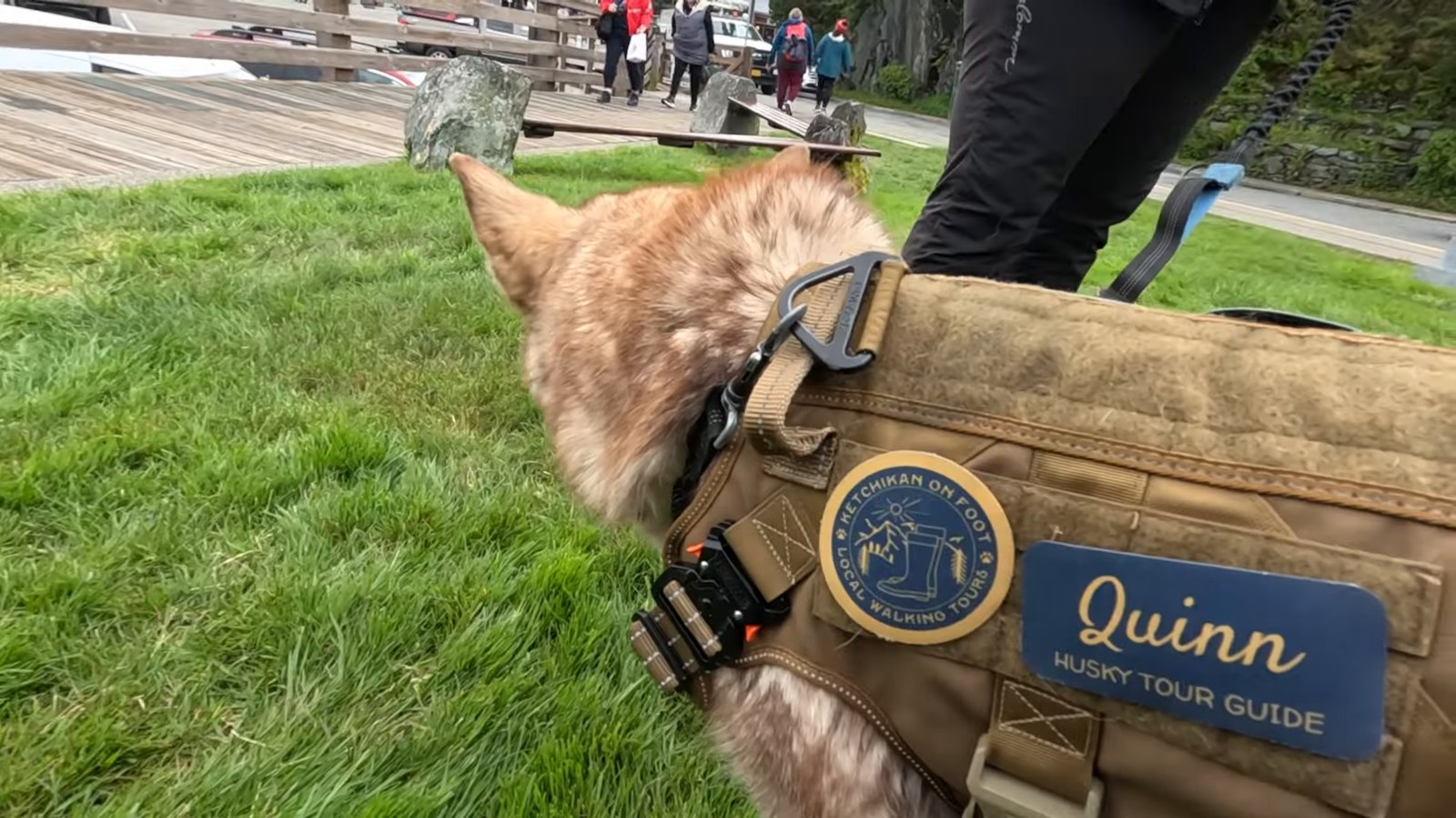 A close-up of a husky dog wearing a tour harness with a name tag reading Quinn, Husky Tour Guide, on green grass.