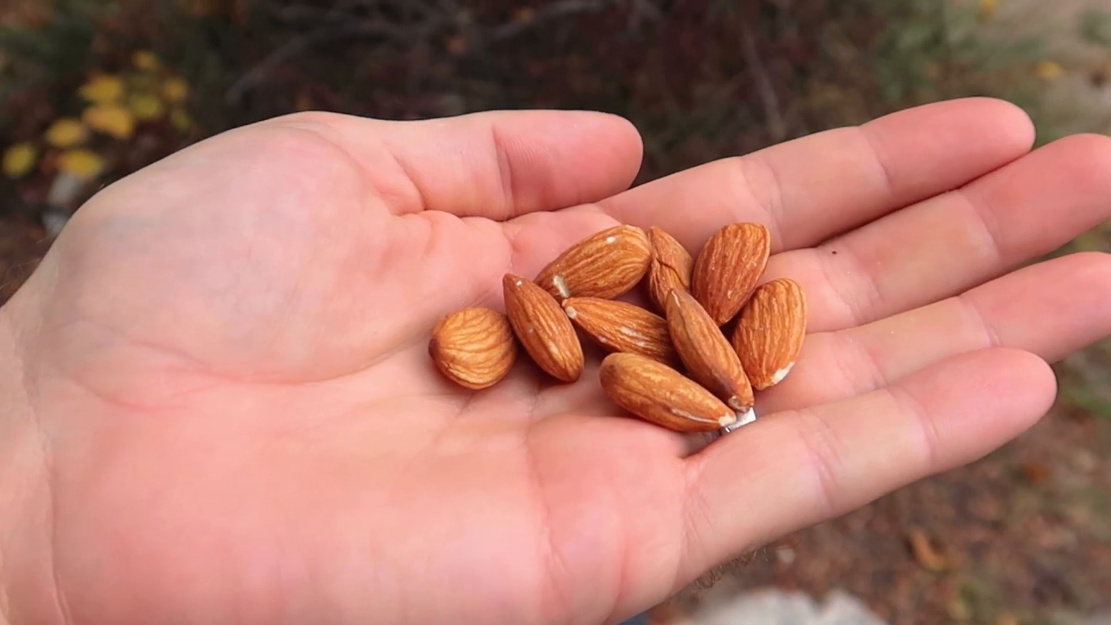 An open palm holding a small handful of almonds, with blurred forest and fall leaves behind.