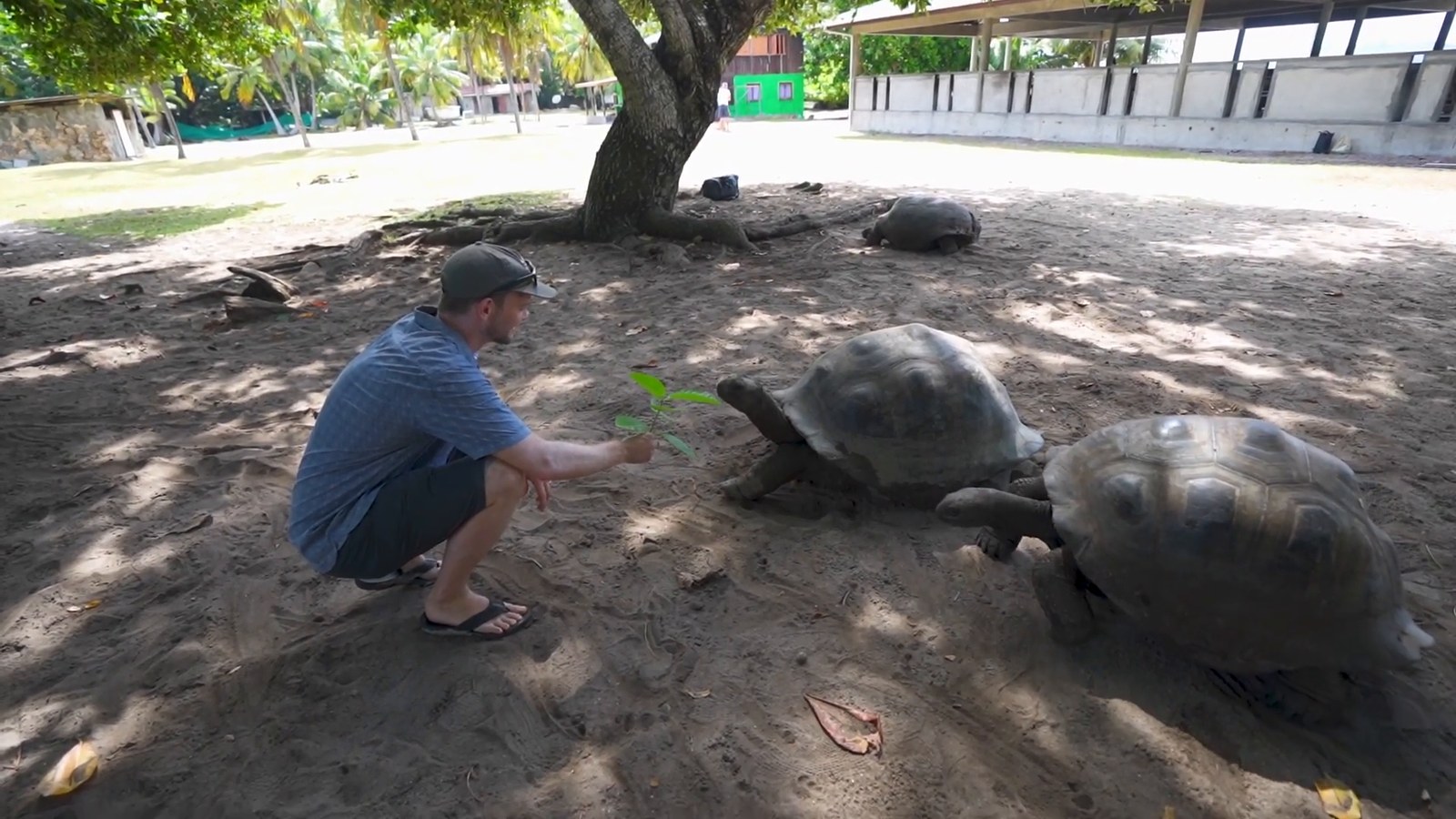 A man in a cap crouches on shaded sand holding a green leaf out to two giant tortoises on Curieuse Island.