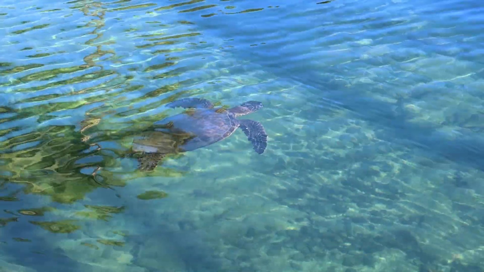 A sea turtle swimming in clear, shallow water in the saltwater lagoon at Hilton Waikoloa Village.